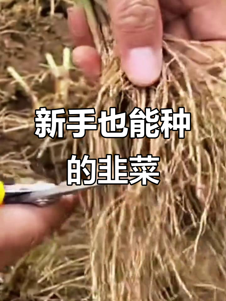 紫根宽叶韭菜,新手必种!一个月就能吃到新鲜韭菜
