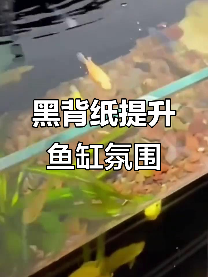 黑色背景纸让鱼缸更迷人,鱼儿生活得更舒适健康