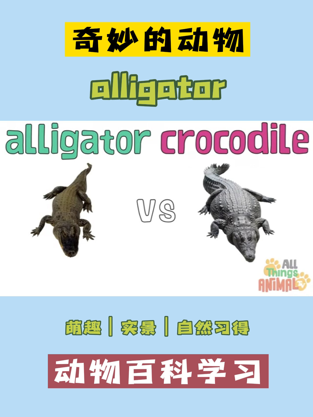 动物百科之鳄鱼,alligator还是crocodile?