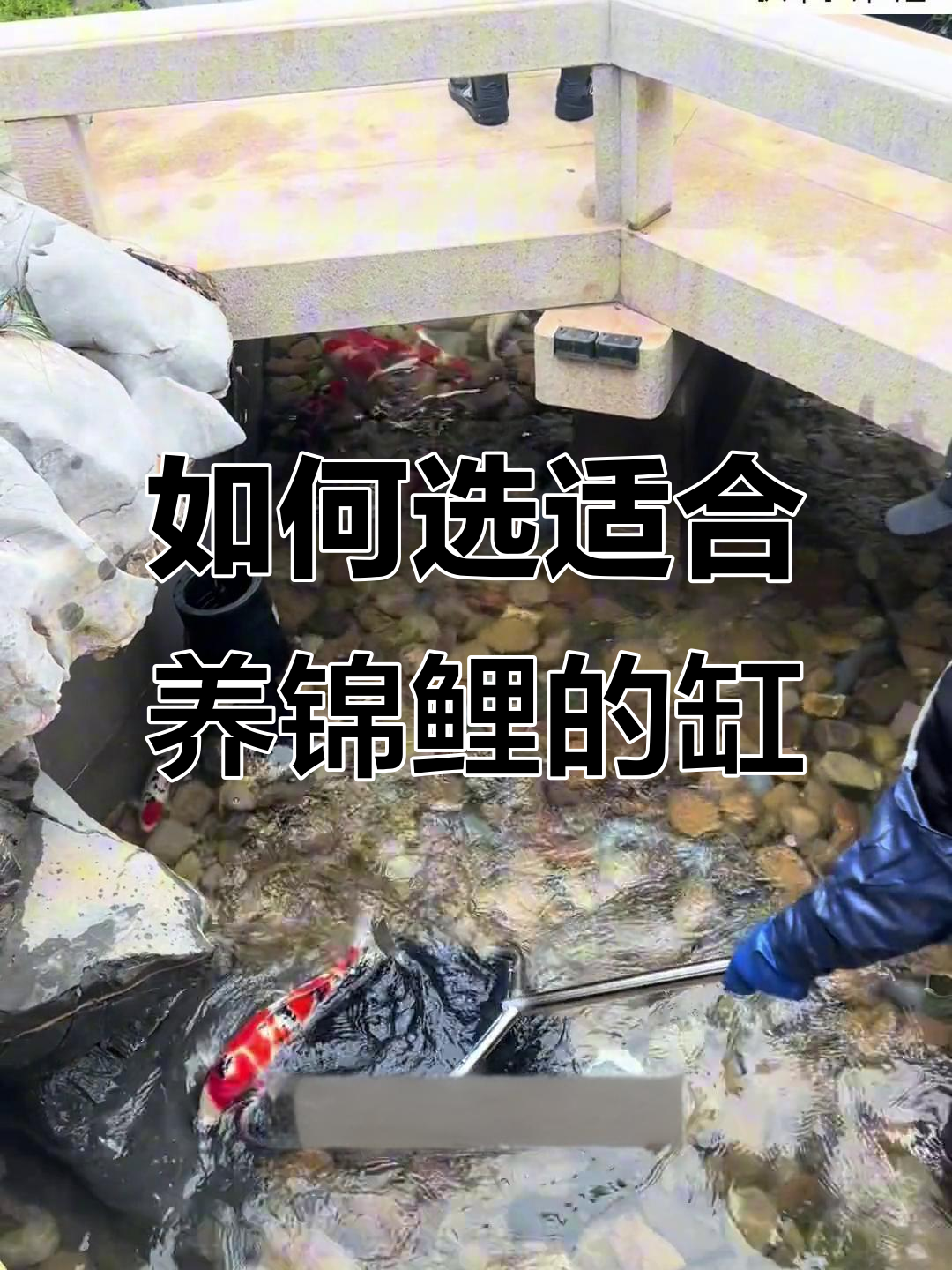 锦鲤养殖的最佳鱼池与过滤系统选择