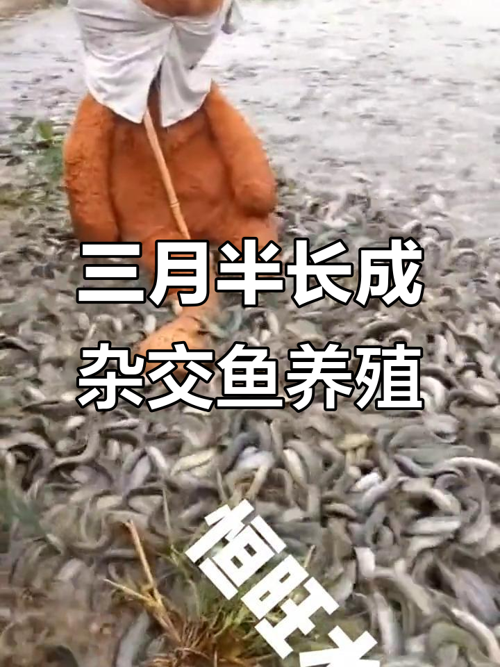 杂交泥鳅养殖技术:三到五公分寸苗的生长与上市周期