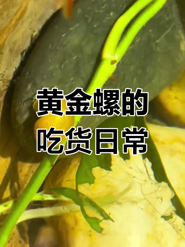 黄金螺吃遍水草,连小鱼都难逃一劫
