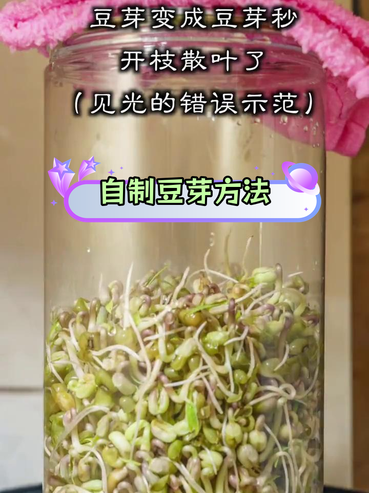 4天变豆芽,轻松培育可爱小苗