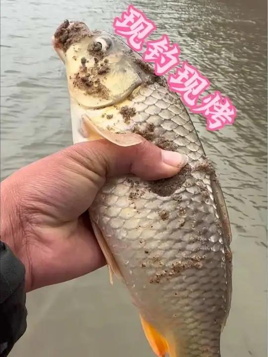 一个钓鱼视频比不过一只点赞高太冷了真的太冷了?#钓鱼人现钓现吃钓鱼人就是这么疯狂真实生活分