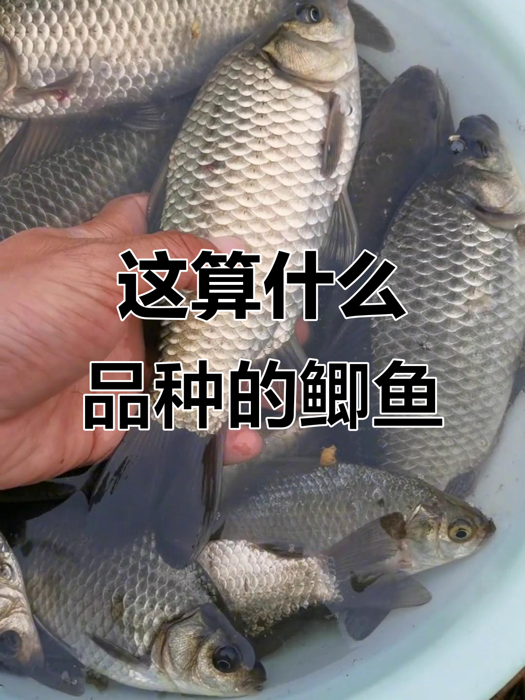 鲫鱼品种大揭秘,29个点点能算出什么?