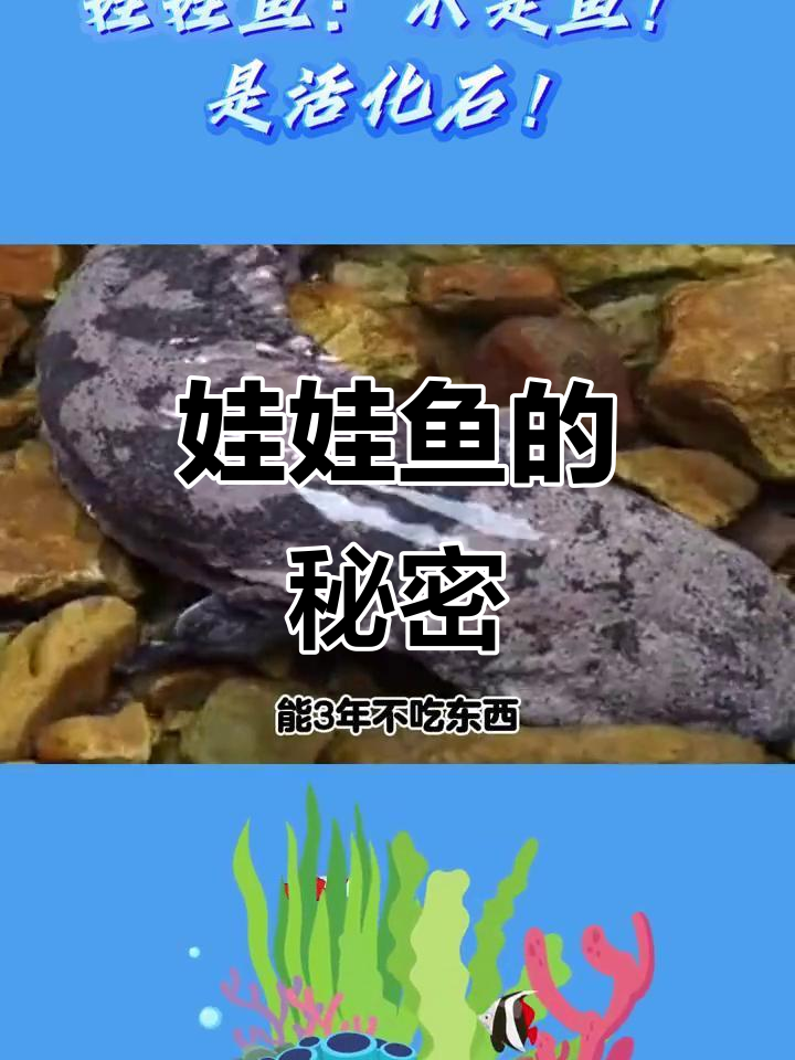 娃娃鱼：活化石般的两栖巨兽，叫声像婴儿哭