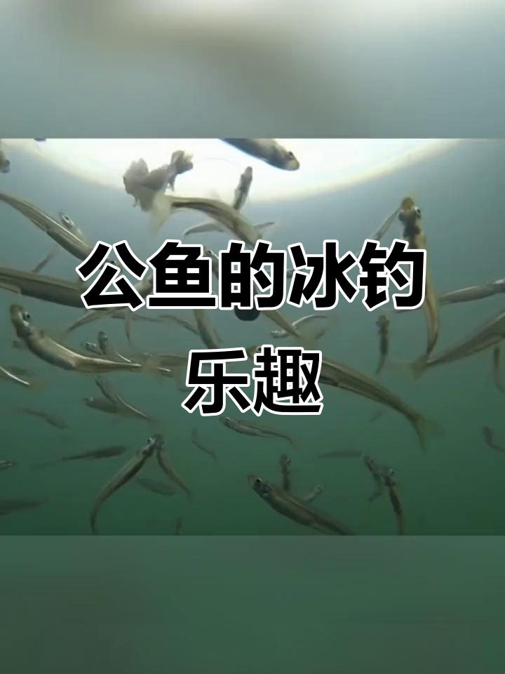 冰钓公鱼体验,黄瓜味十足!