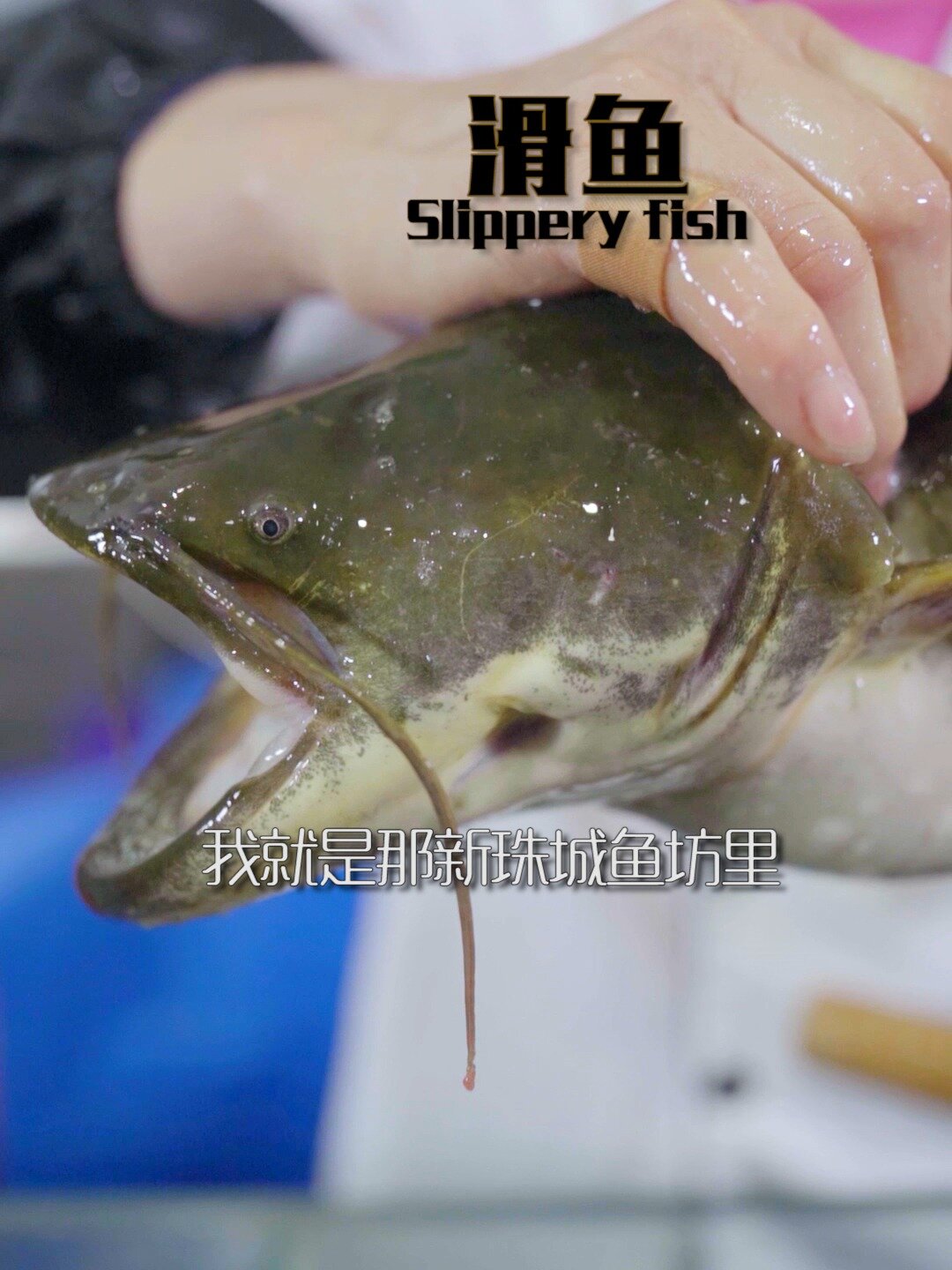 新珠城鱼坊——滑鱼