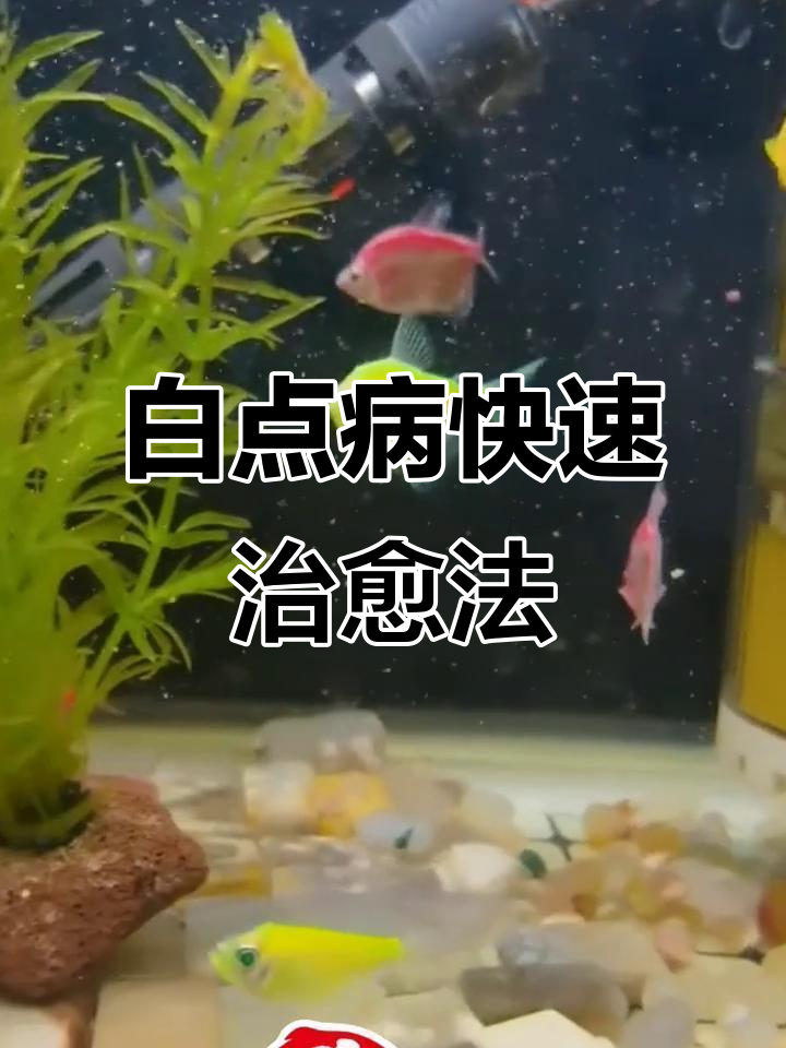 鱼身上长白点?三步轻松解决,新手也能搞定