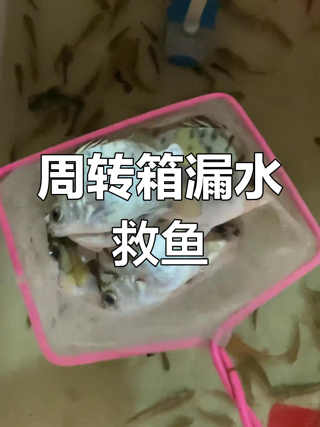 银鼓鱼抢救行动,周转箱漏水紧急处理