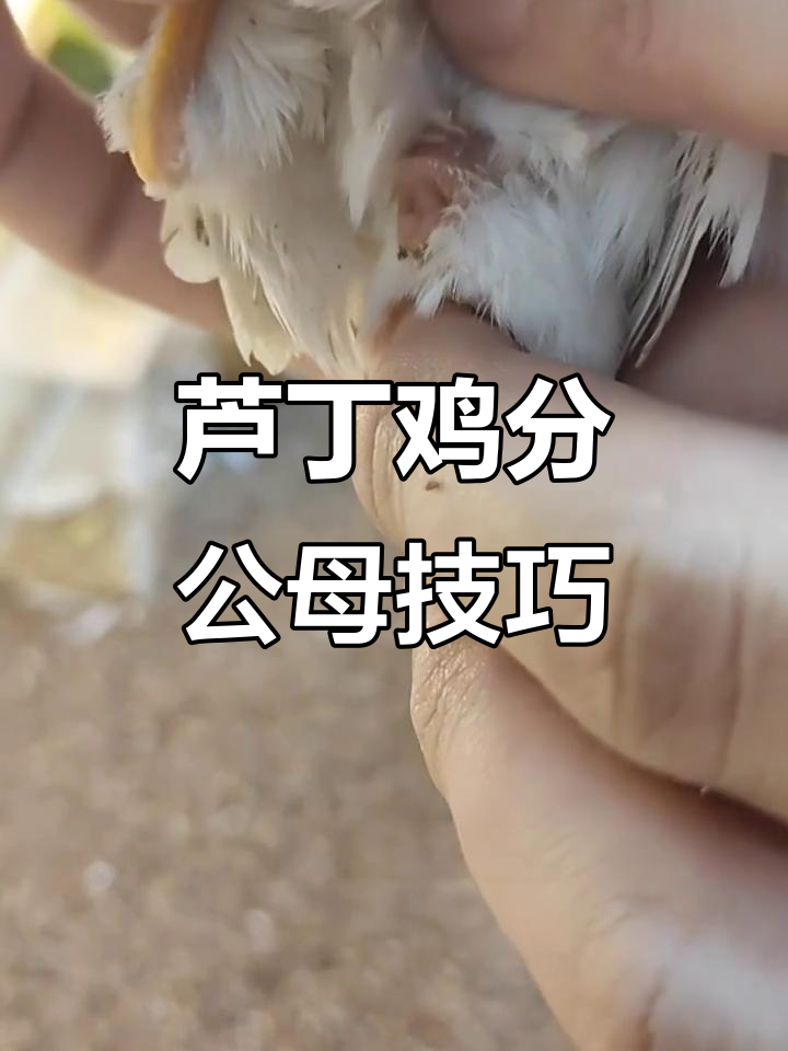 如何分辨芦丁鸡公母?看这些特征轻松辨别