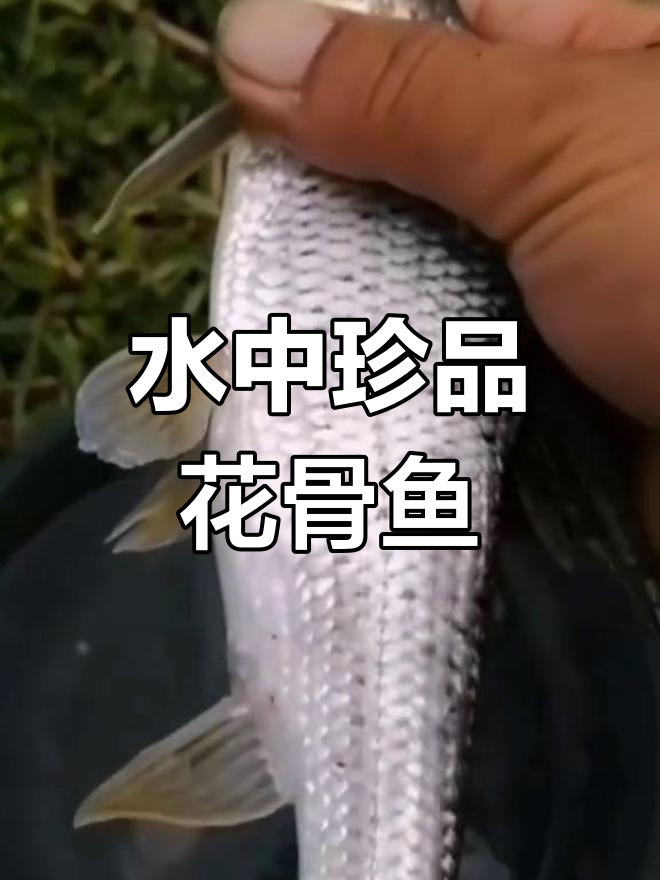 花骨鱼:适应性强,耐寒抗氧的珍贵鱼类