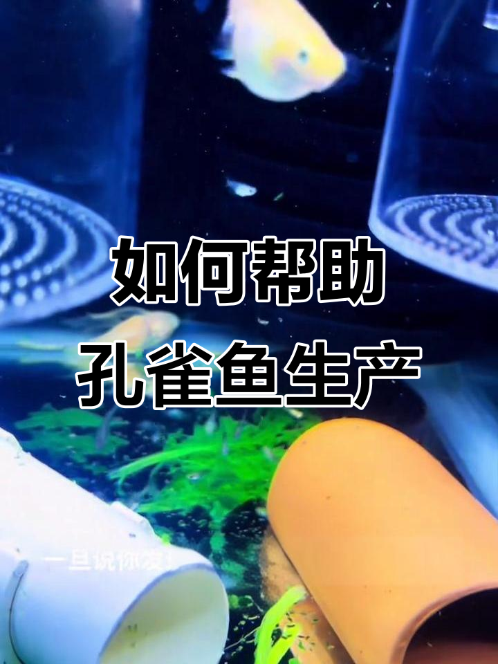 母鱼肚子大却迟迟不生?这些方法能助产!