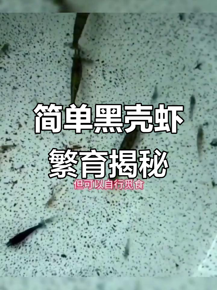 黑壳虾繁殖全纪录：从交配到幼虾蜕变全过程