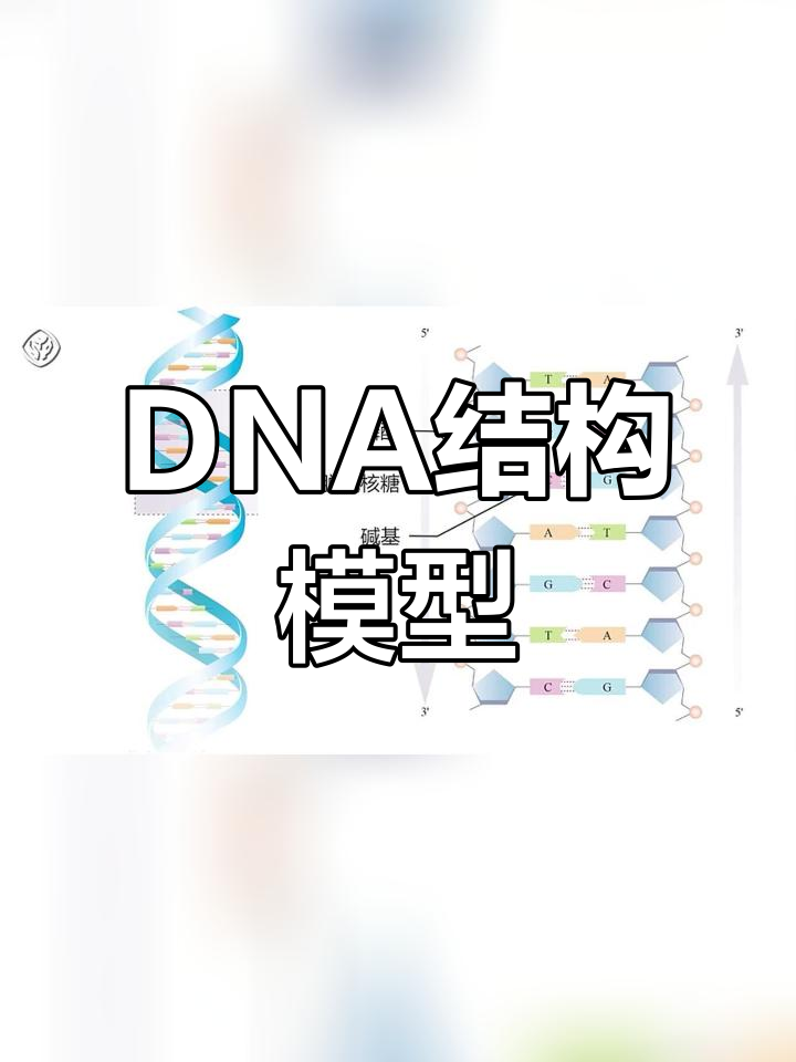 制作DNA双螺旋模型