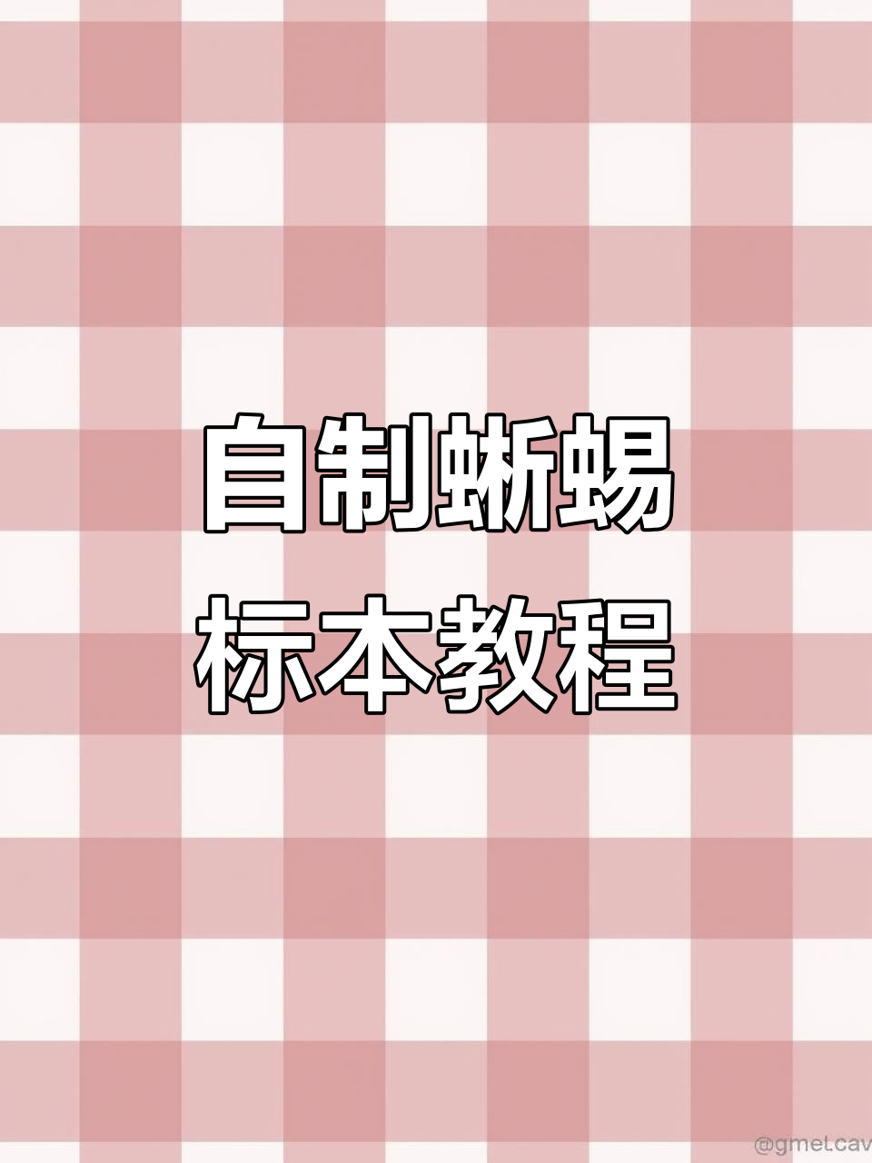 蜥蜴标本制作全流程,轻松学会DIY