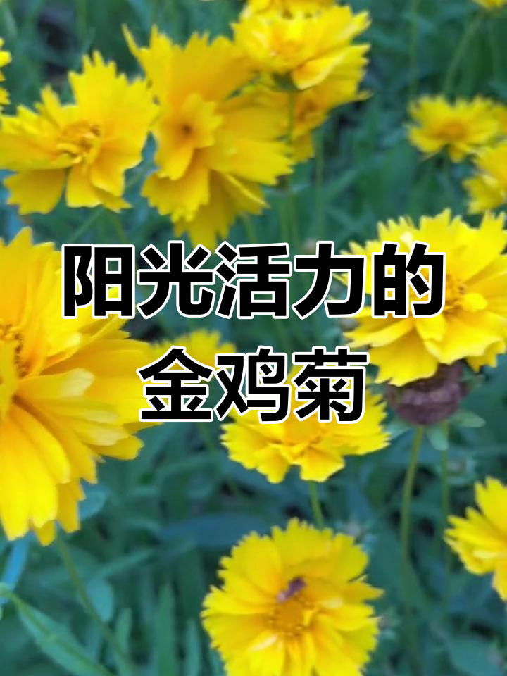 金鸡菊的花语与象征意义