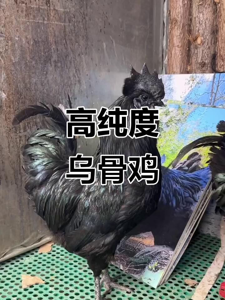 云南盐津乌骨鸡：五斤公母皆宜，高纯度名鸡揭秘