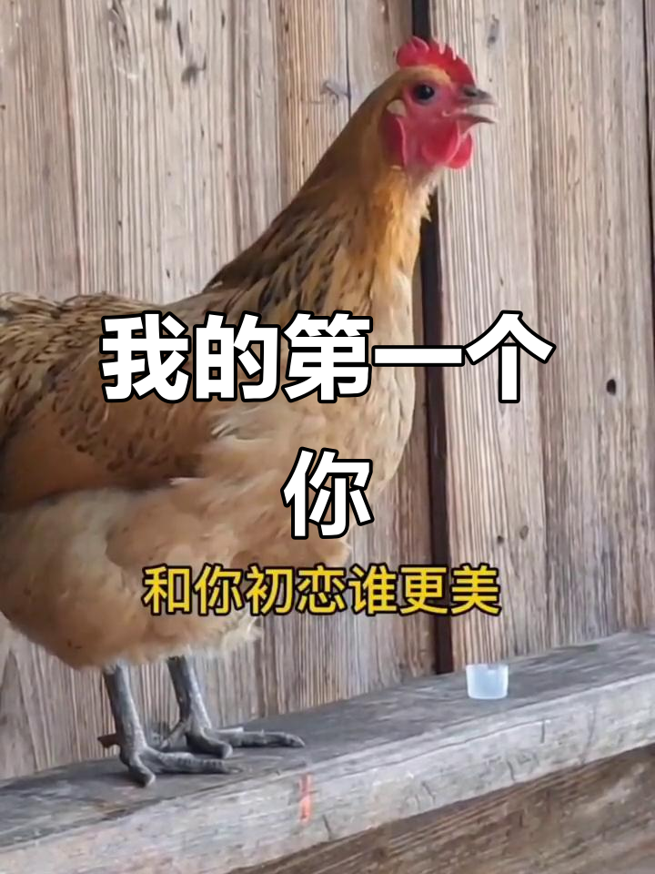 你是我的初恋,冬天寒风吹冷我掉眼泪