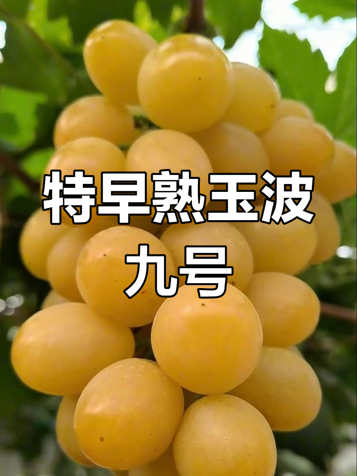 玉波九号葡萄开始授权种植