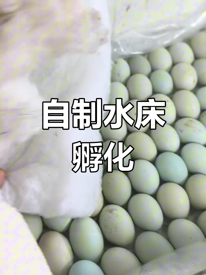 在家自制水床孵化器,轻松孵小鸡小鸭