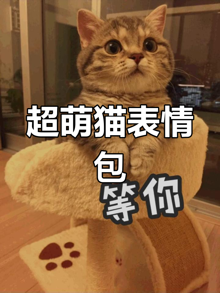 猫咪表情包大集合,萌态十足