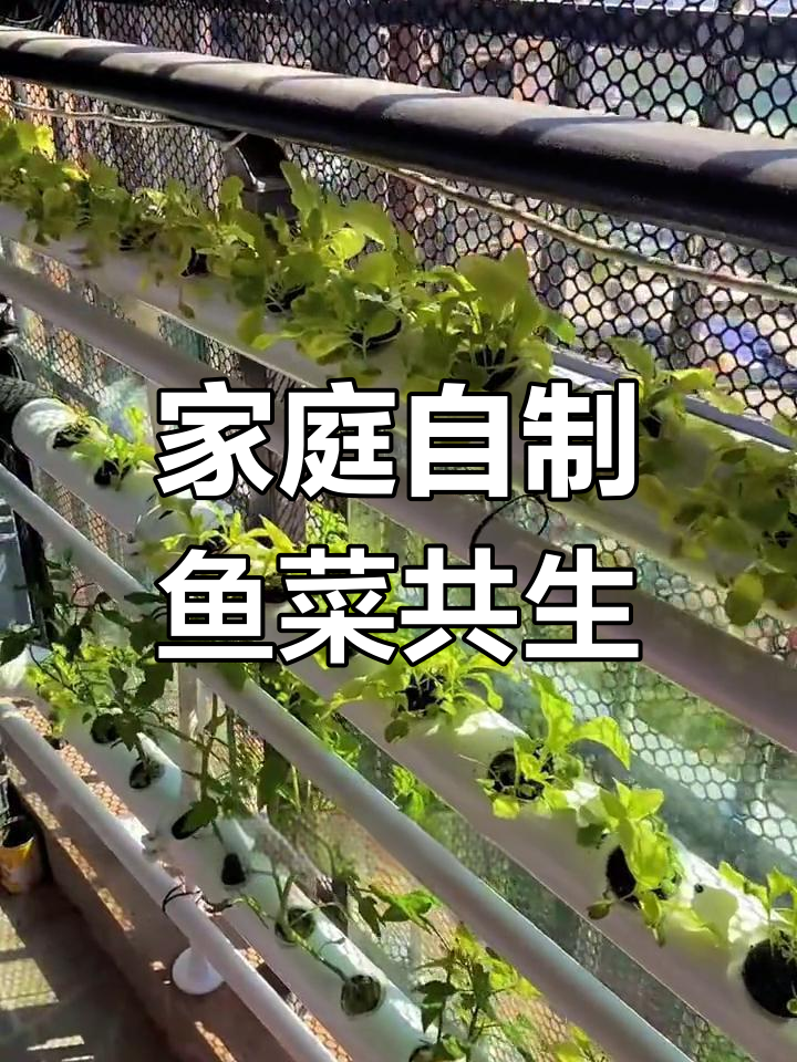 自制鱼缸菜园,低成本打造生态共生系统