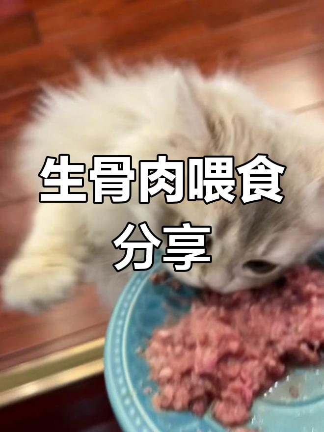 娜娜的生骨肉喂养日常