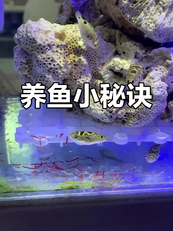 八字汽水鱼其实不难养,有问题尽管问!