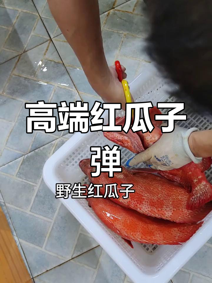 红瓜子,野生海鲜珍品,肉质鲜美,独特烹饪体验