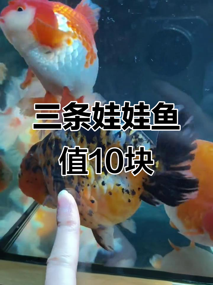 这是娃娃鱼吗?三条十元,商家说长大后变样