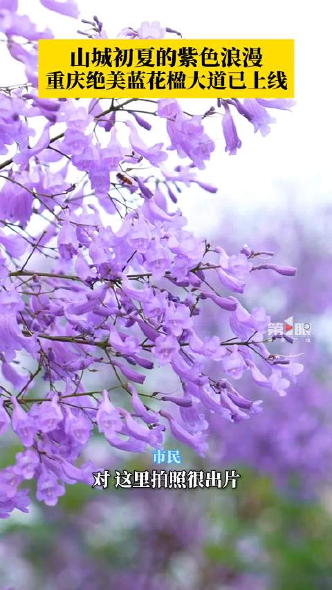 「重庆蓝花楹大道简直绝绝紫」5月到来,重庆街头的蓝花楹进入盛花期,为城市增添别样的唯美浪漫