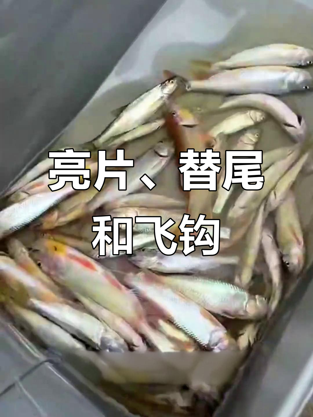 路亚新手必看！三大最有效假饵，轻松钓获底层老鱼