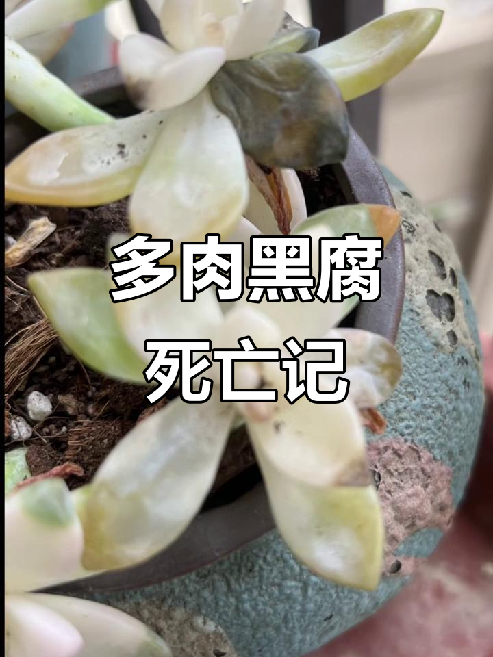 星爆法师黑腐悲剧,叶片掉落化水根烂掉