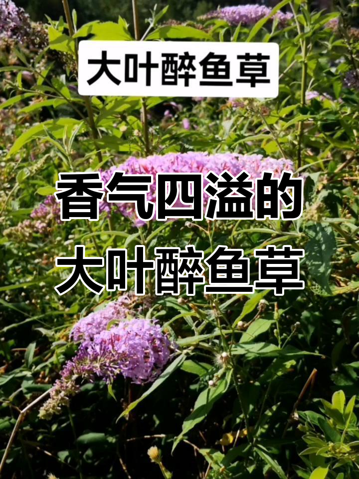 大叶醉鱼草:美丽芳香的山地灌木,药用与观赏两不误