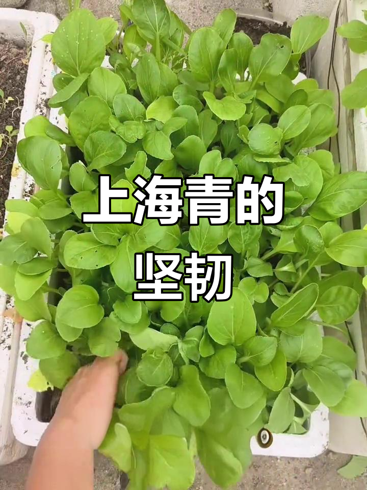 高温下,菠菜紫背菜失败,唯有上海青顽强生长