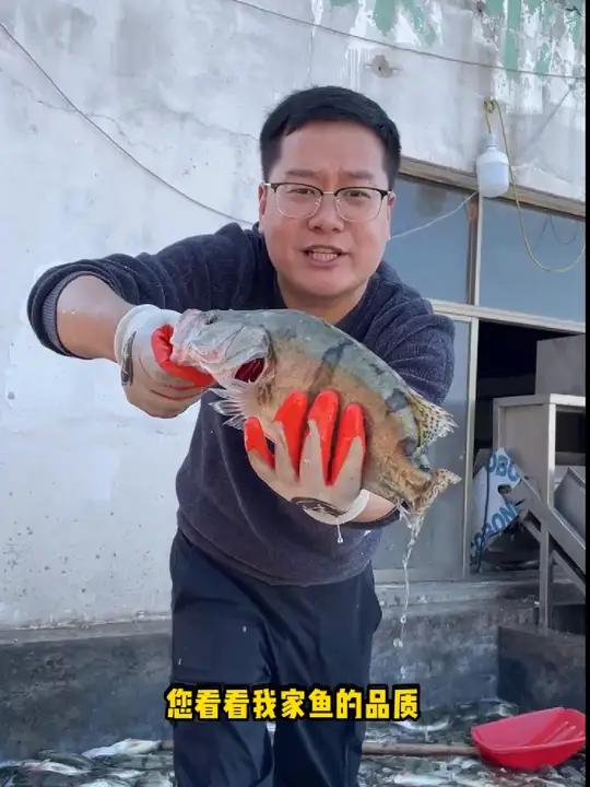 正宗黄山臭鳜鱼是用新鲜鳜鱼腌制的,品质才有保证