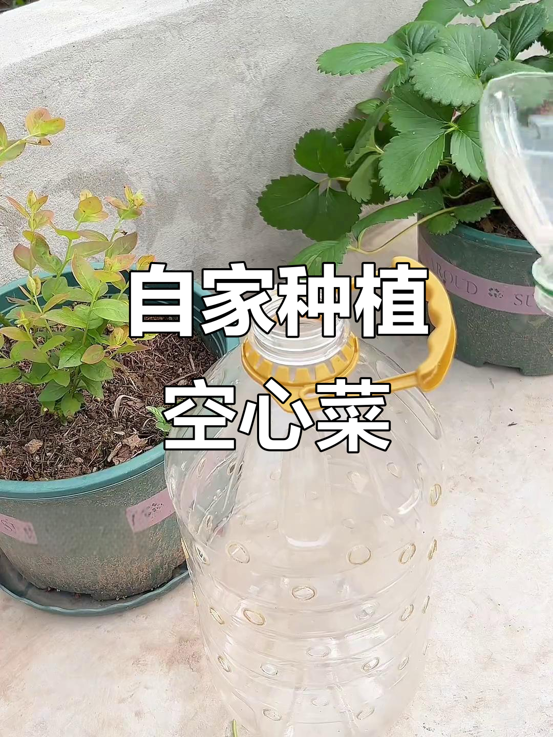 空心菜头别丢,放油瓶里种起来,轻松收获自家小青菜!