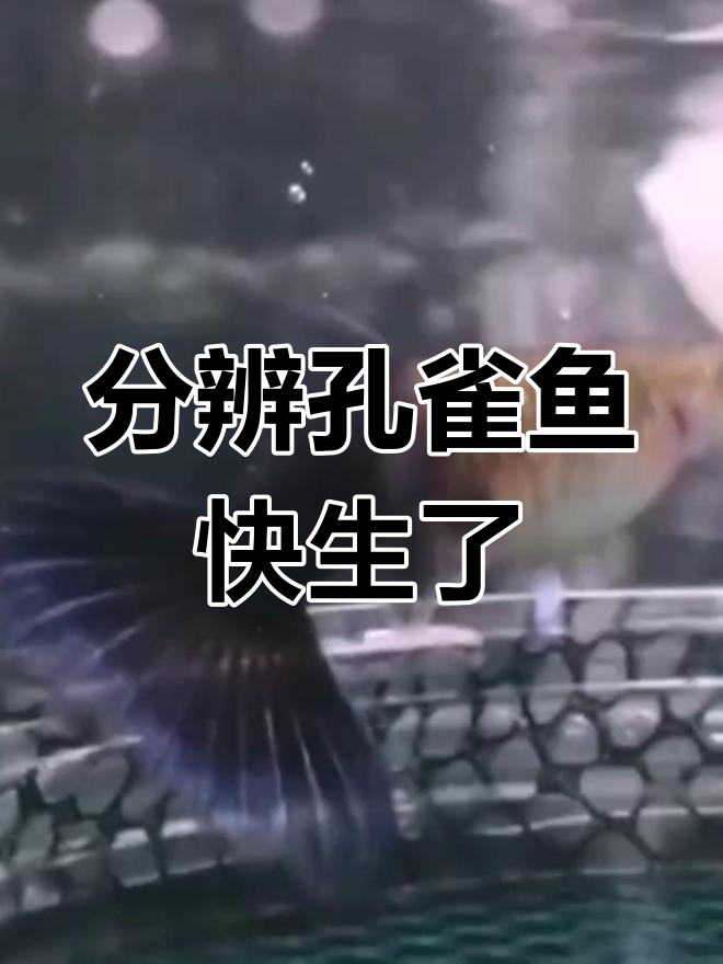 如何判断孔雀鱼即将产仔