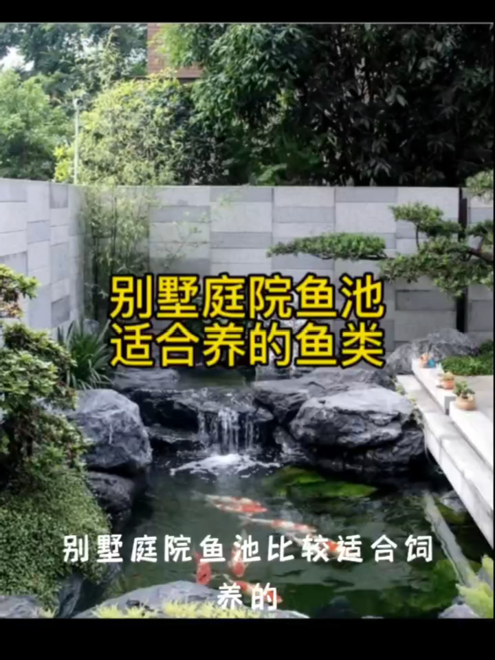 别墅庭院鱼池适合饲养的鱼类