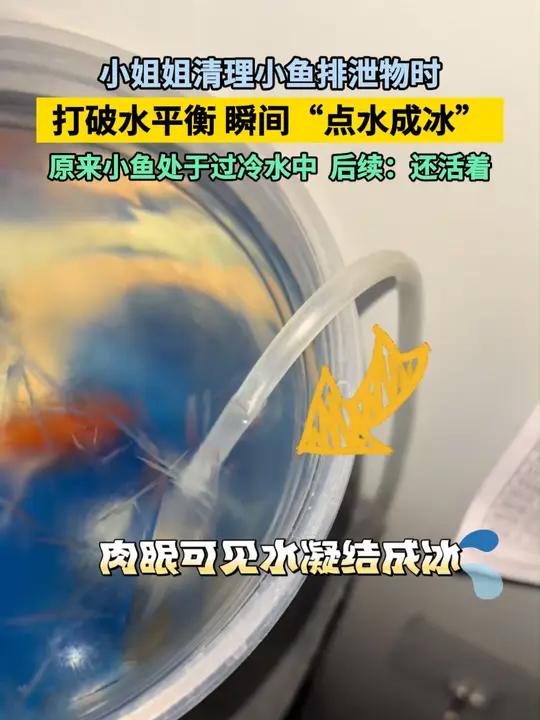 小姐姐清理小鱼排泄物时瞬间“点水成冰”,原来小鱼处于过冷水中!后续:还活着感谢:瞬间结冰神