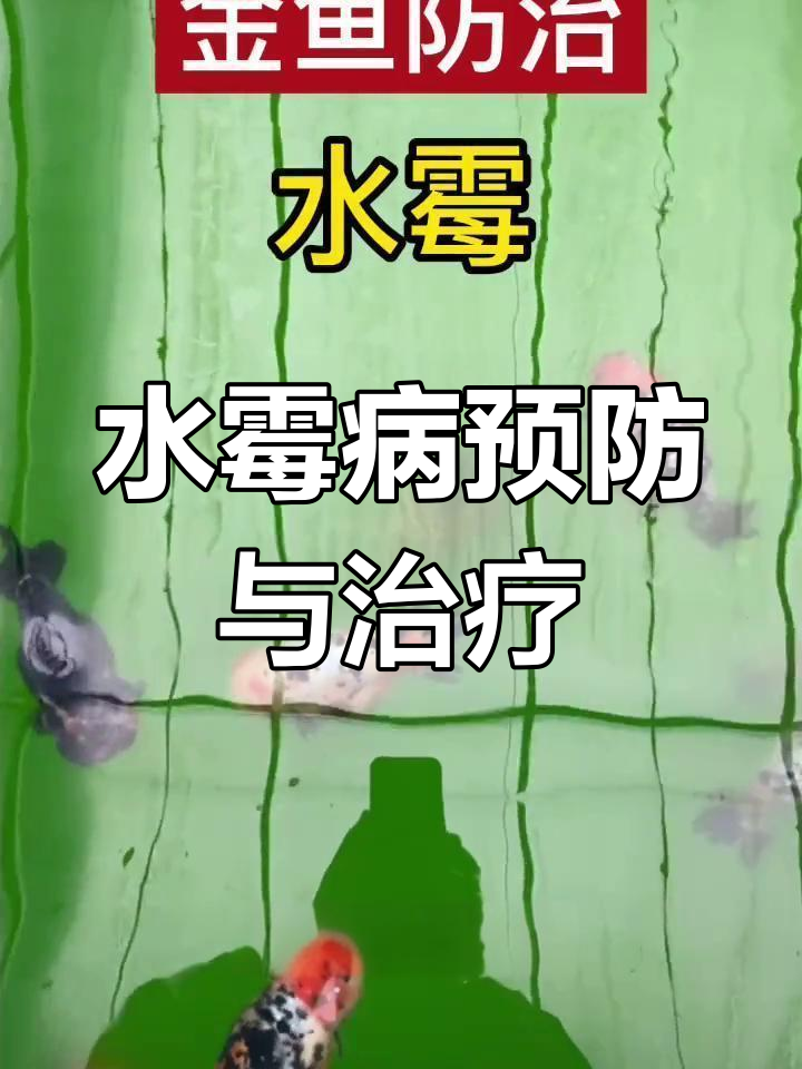 金鱼水霉病防治全攻略