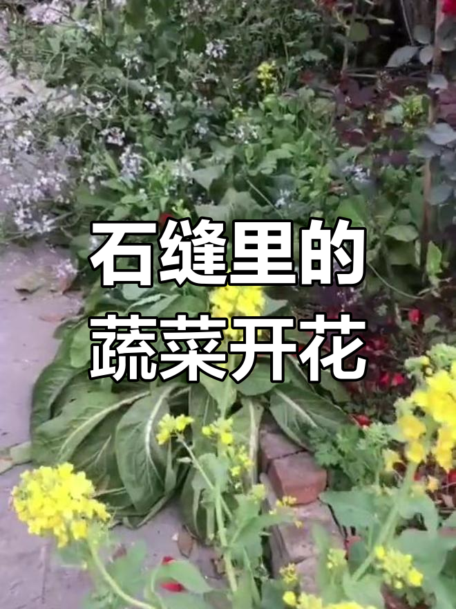 春天来临,石缝中的青菜也绽放花朵