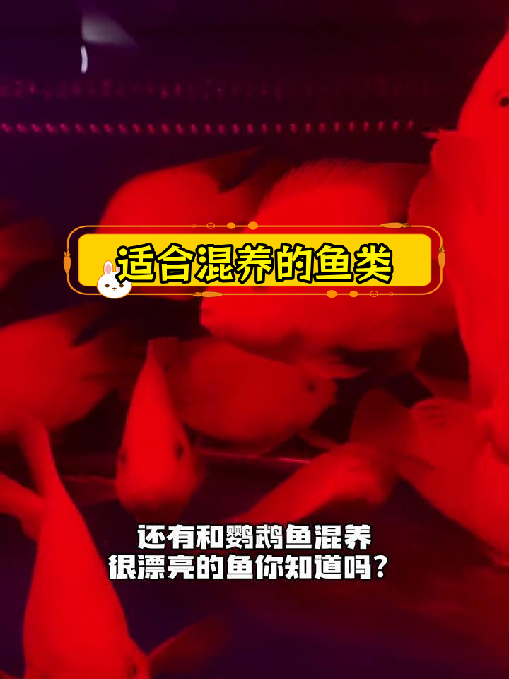 鹦鹉鱼混养推荐:银龙与招财
