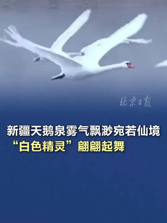 「新疆天鹅泉雾气飘渺宛若仙境 “白色精灵”翩翩起舞」12月7日,新疆伊犁天鹅泉湿地公园薄雾