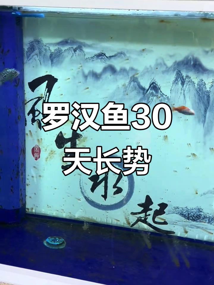 30天养鱼挑战,罗汉金花毒苗长势惊人