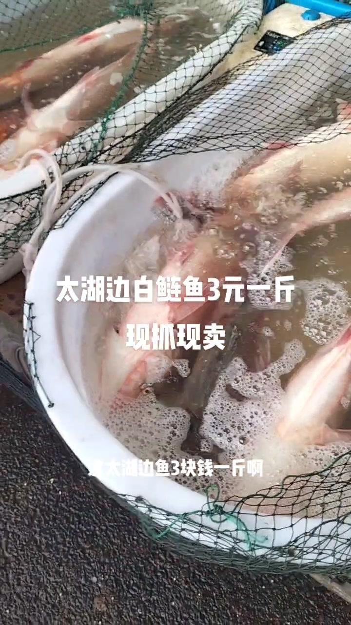 太湖 白鲢鱼3元一斤 野生鱼