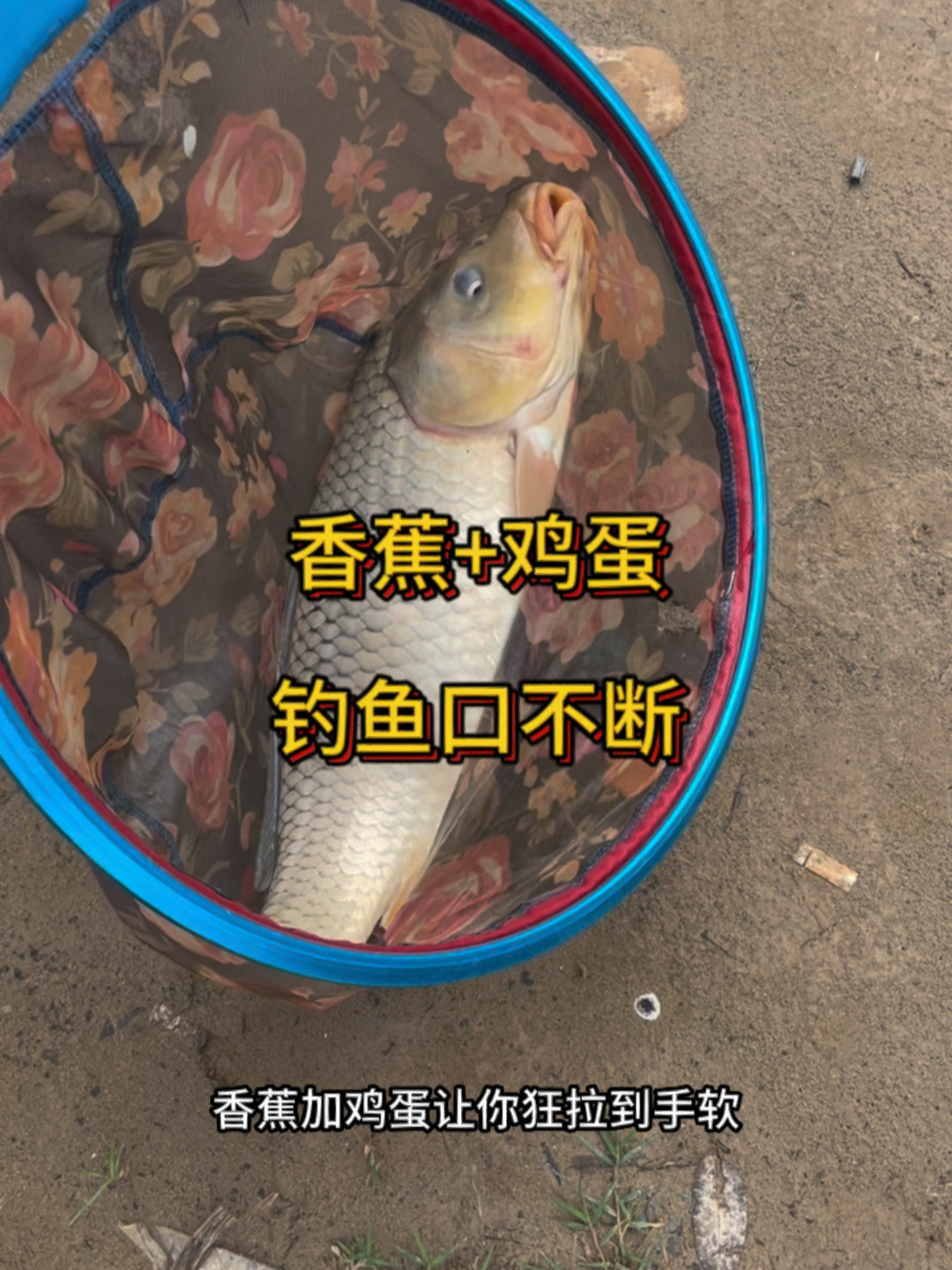 香蕉加鸡蛋自制饵料大鲤鱼非常爱吃