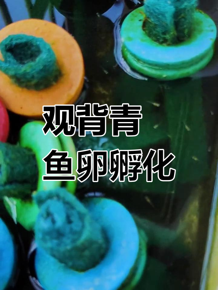 观背青鳉鱼卵孵化技巧,简单又自然