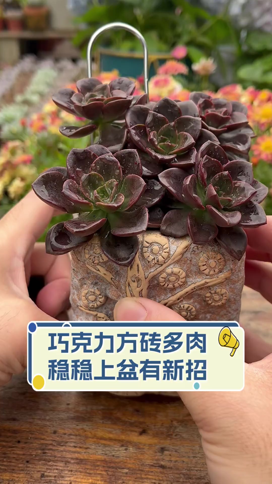 巧克力方砖多肉,稳稳上盆有新招